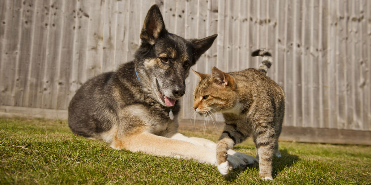 Dog and Cat hanging out by fence