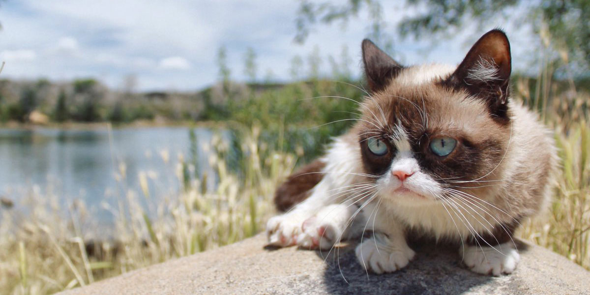 Grumpster Cat