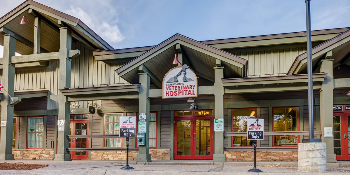 Silverthorne Vet Office Outside