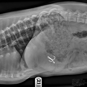 Xray with hook embedded