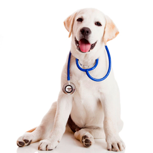 Puppy with Stethoscope